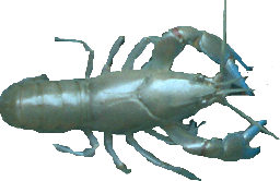 damstock yabby
