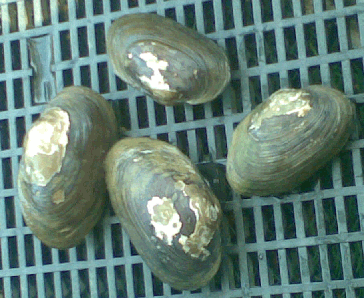 mussels